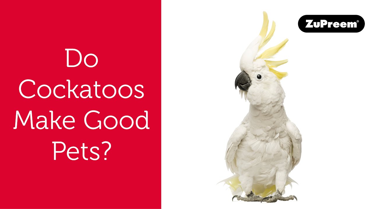 Do Cockatoos Make Good Pet Birds? | Tips for Bird Owners