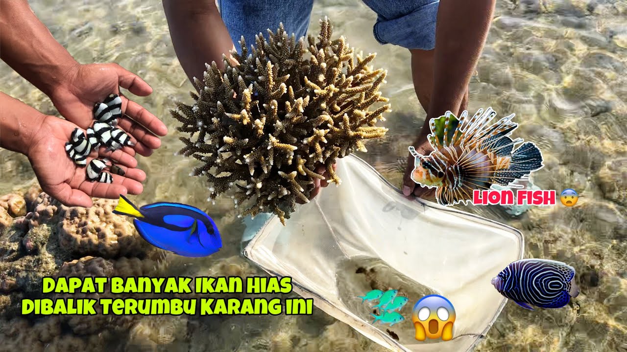 Mencari Ikan Hias Dibalik Terumbu Karang