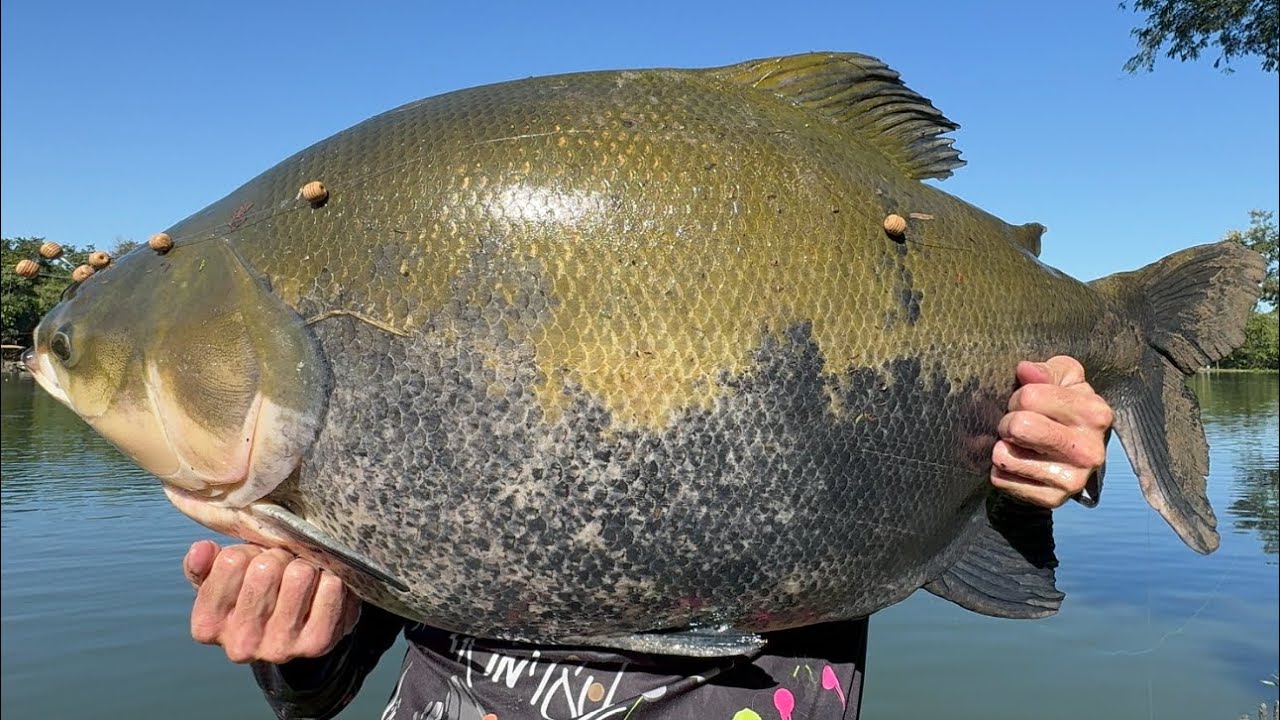 PESQUEIRO CORREGO DAS ANTAS/2 DE 30KG E DICA DA CAMINHA DE MULT COM A MONO 🎣