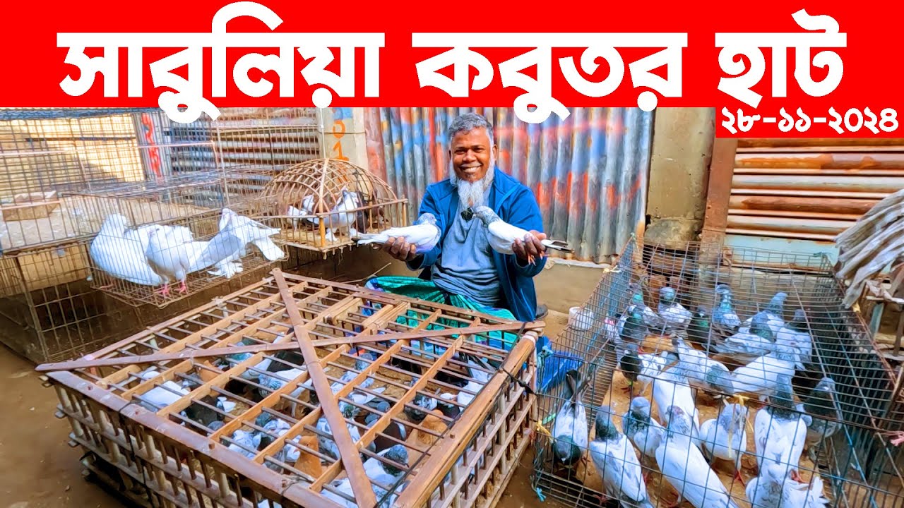 সারুলিয়া কবুতর হাট ২৮-১১-২০২৪ | kobutor hat 2024 | bangladesh pigeon market | Saroliya kobutor hat