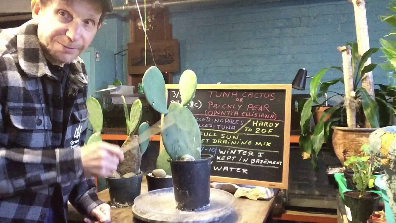 Tuna Cactus Bonsai