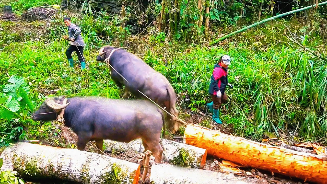 A Long Day Hauling Giant Logs with Buffalo – Ending with a Simple, Delicious Meal