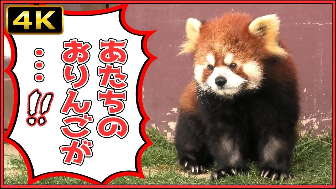【4K】レッサーパンダ后(コウ)ちゃんマルルくんと同居!!アドベンチャーワールド【AWS】We live with the Red pandas 
