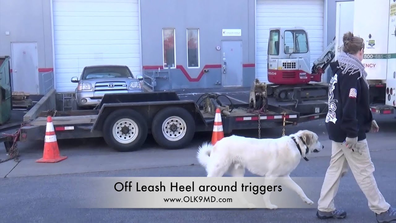 Great Pyrenees obedience training, with Off Leash K9 Training, Maryland