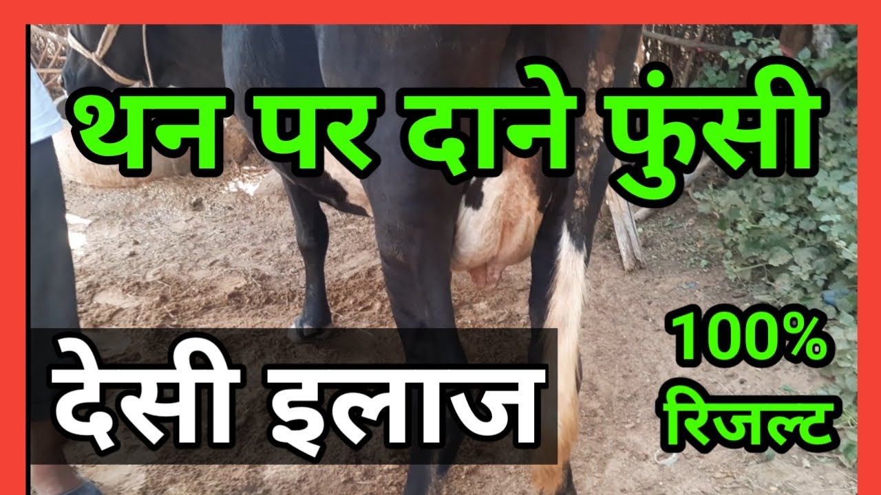 भैंस गाय के थन पर दाने फुंसी का इलाज cow buffalo udder problems treatment         Ramawat