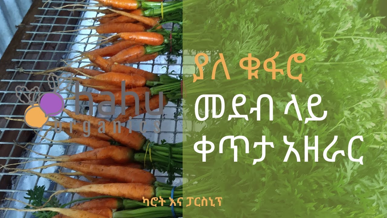 ያለ ቁፋሮ መደብ ላይ ካሮት እና ፓርስኒፕ ቀጥታ አዘራር
