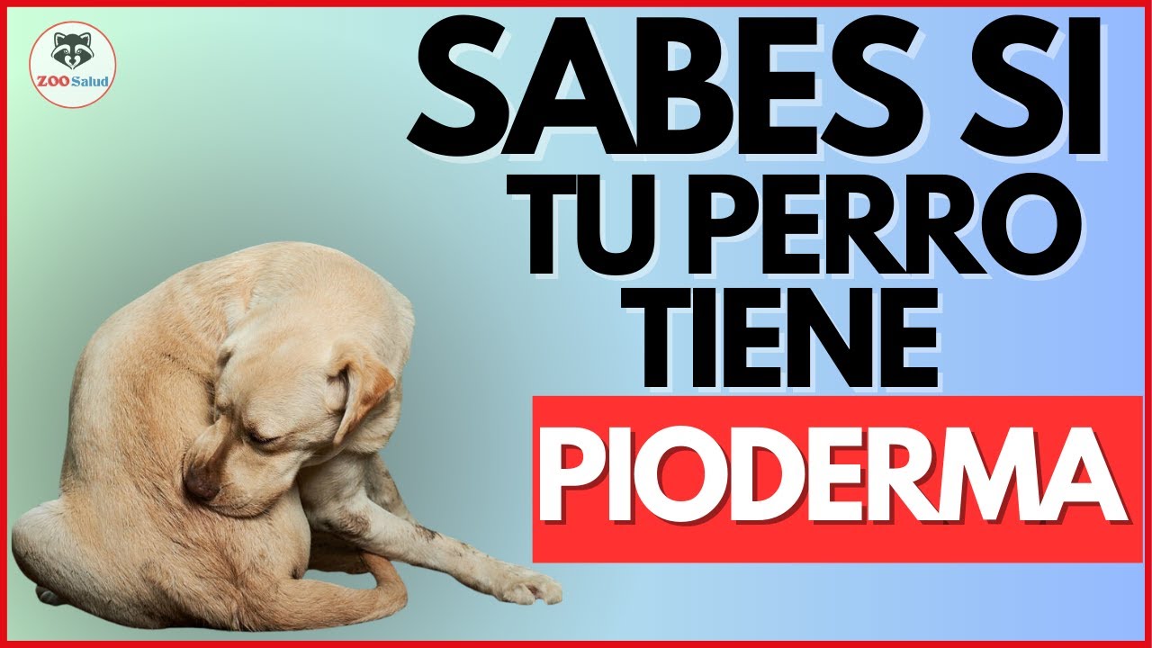 MI PERRO SE RASCA MUCHO l tendrá PIODERMA CANINA?