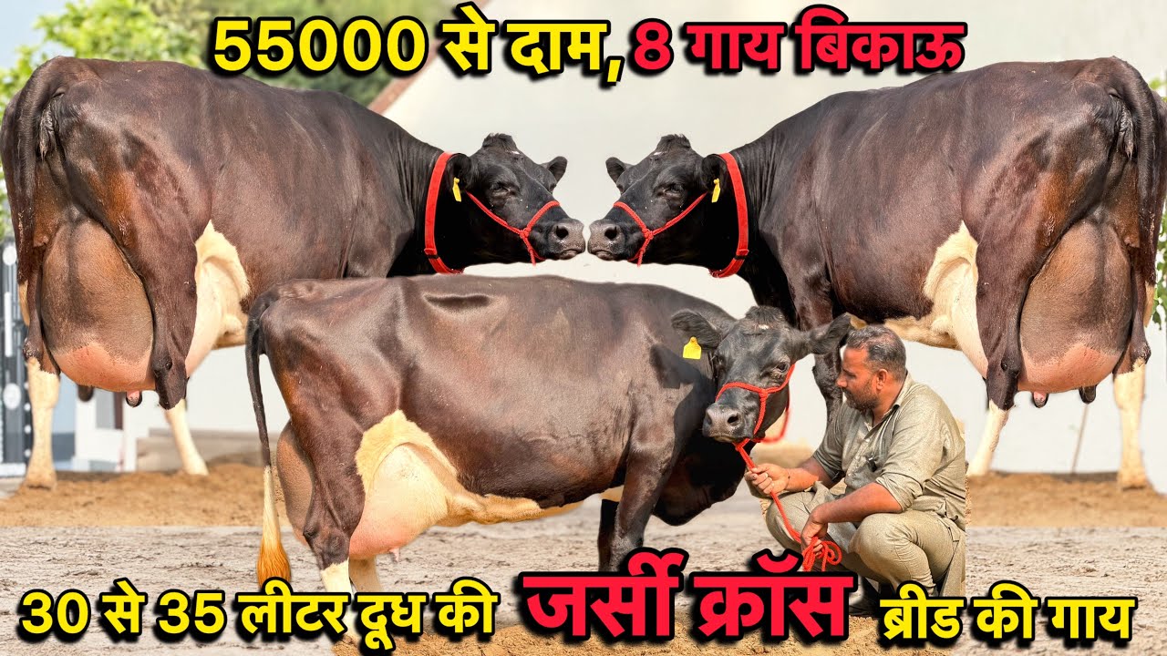 जर्सी क्रॉस गाय ख़रीदो बछड़ी के साथ👍20 से 35 लीटर दूध की टॉप 8 गाय बिकाऊ👌Jersey Cross Cows for sale