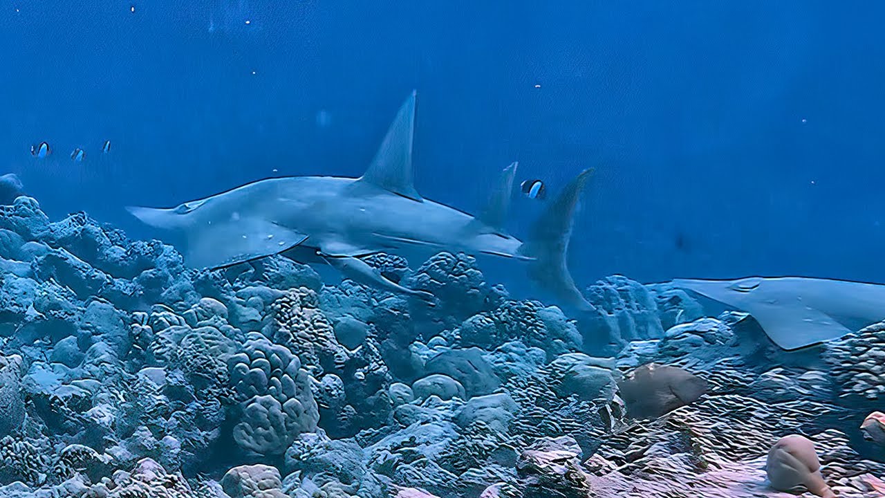 Dusit Thani Maldives, snorkeling on the house reef