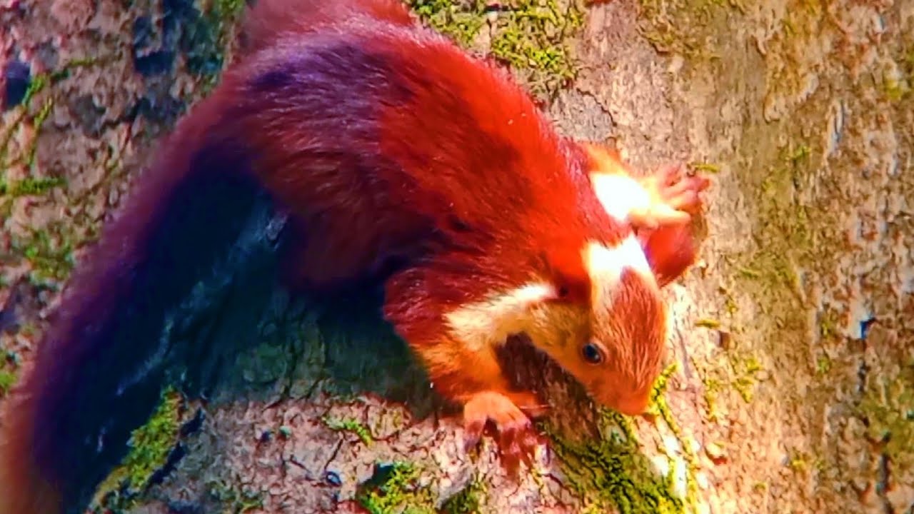 Malabar giant squirrel baby with sound...🐿️ #malabargiantsquirrel #baby 