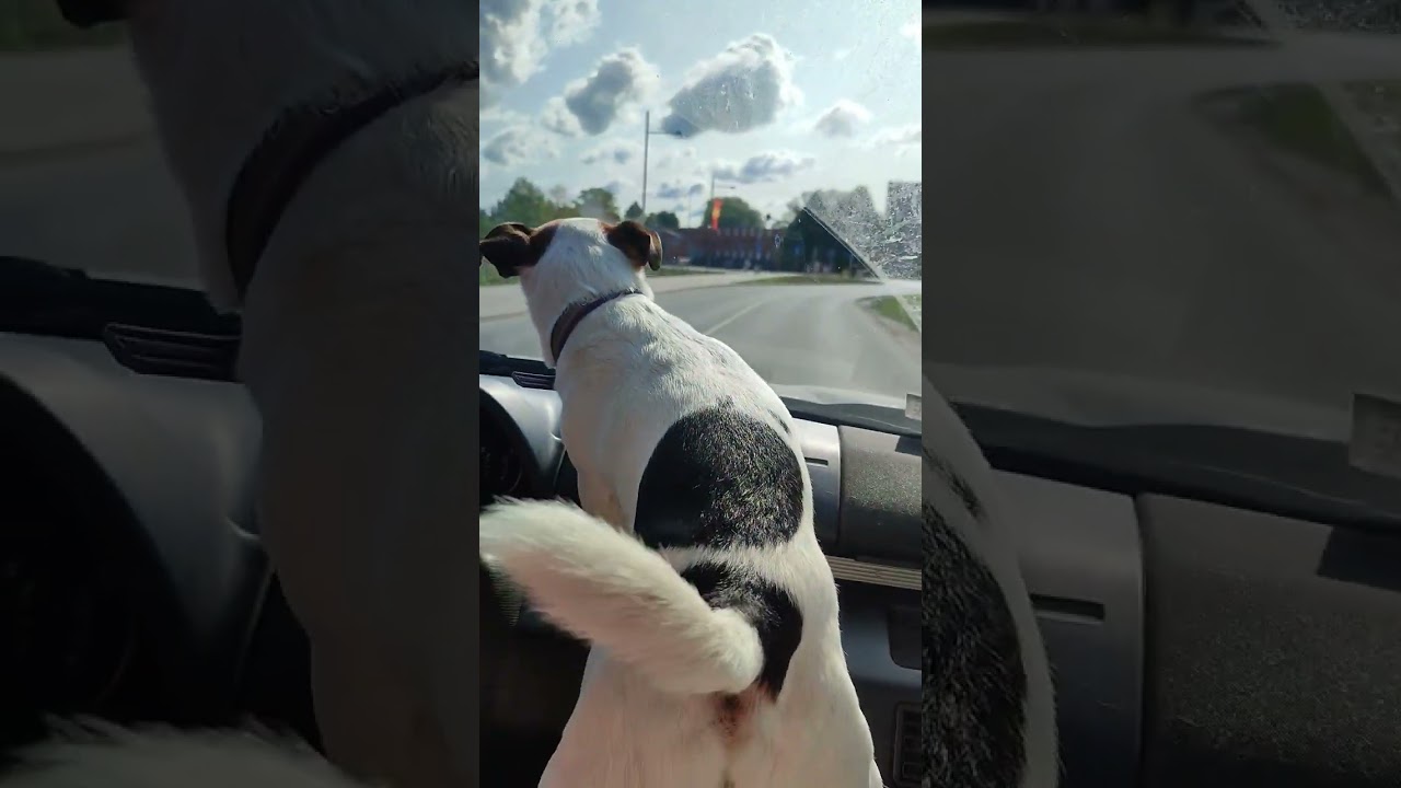 Jack Russell Terrier, where there are owners, there are dogs