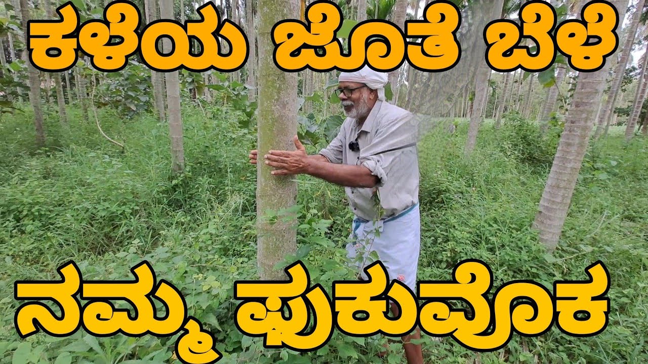 ನಮ್ಮ ಫುಕುವೊಕ #naturalarecafarming #fukuoka # areca #naisargikaKrushi #sudeesutthamuttha