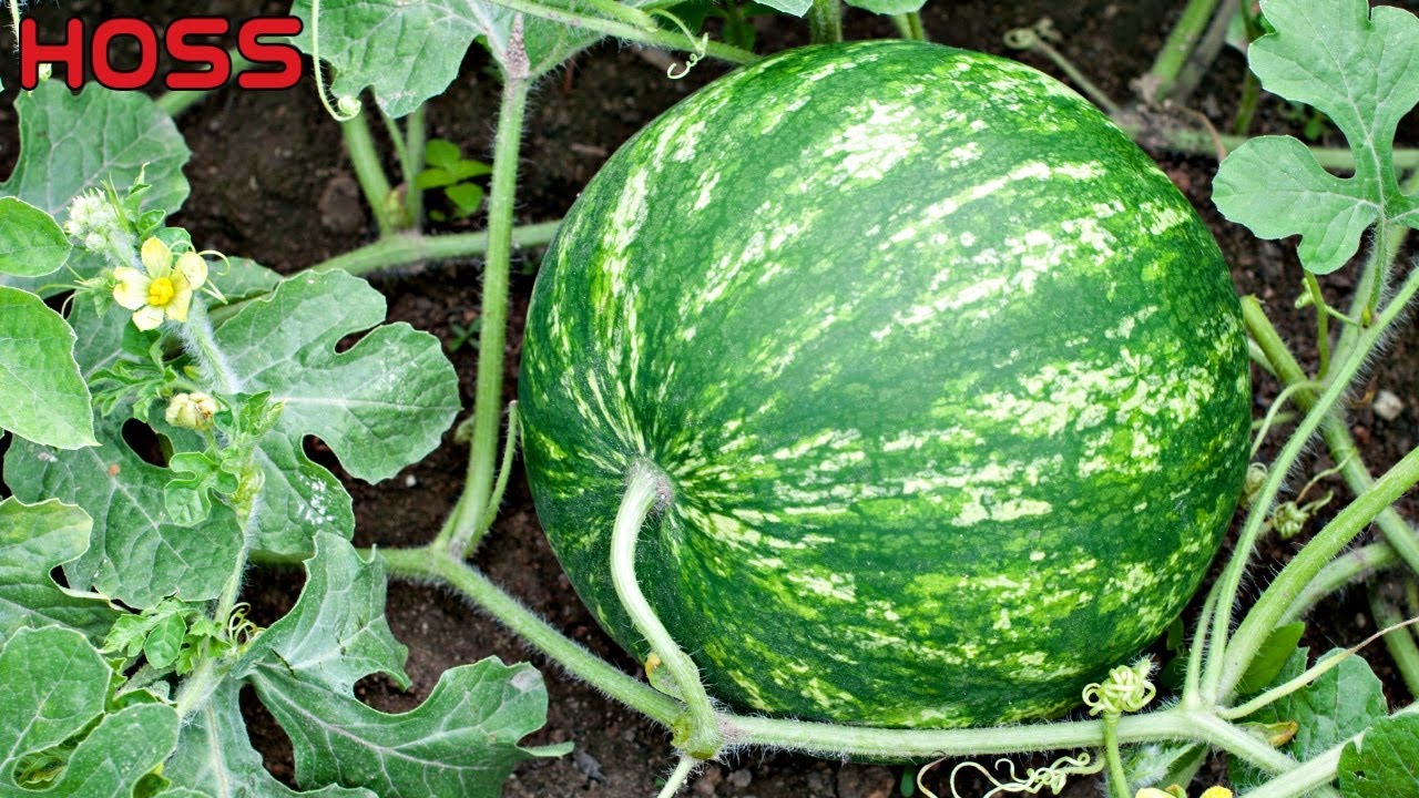 Don't Plant Watermelon Seeds in the Ground!!!