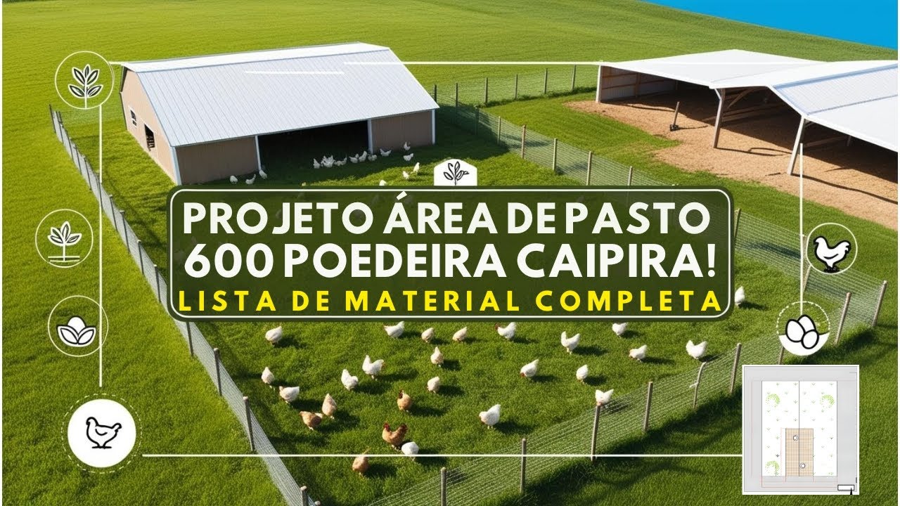 600 Poedeiras: Área de Pasto PERFEITA Para Galinhas Caipira!