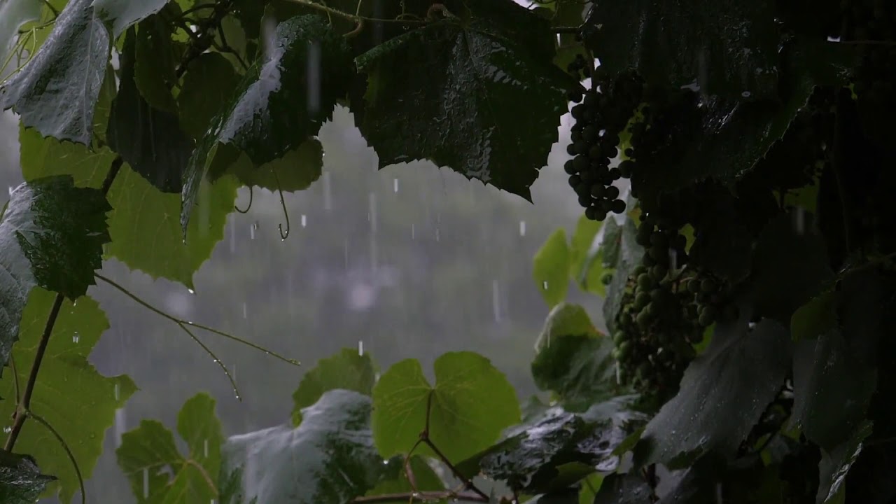 Rain And Thunder Sound