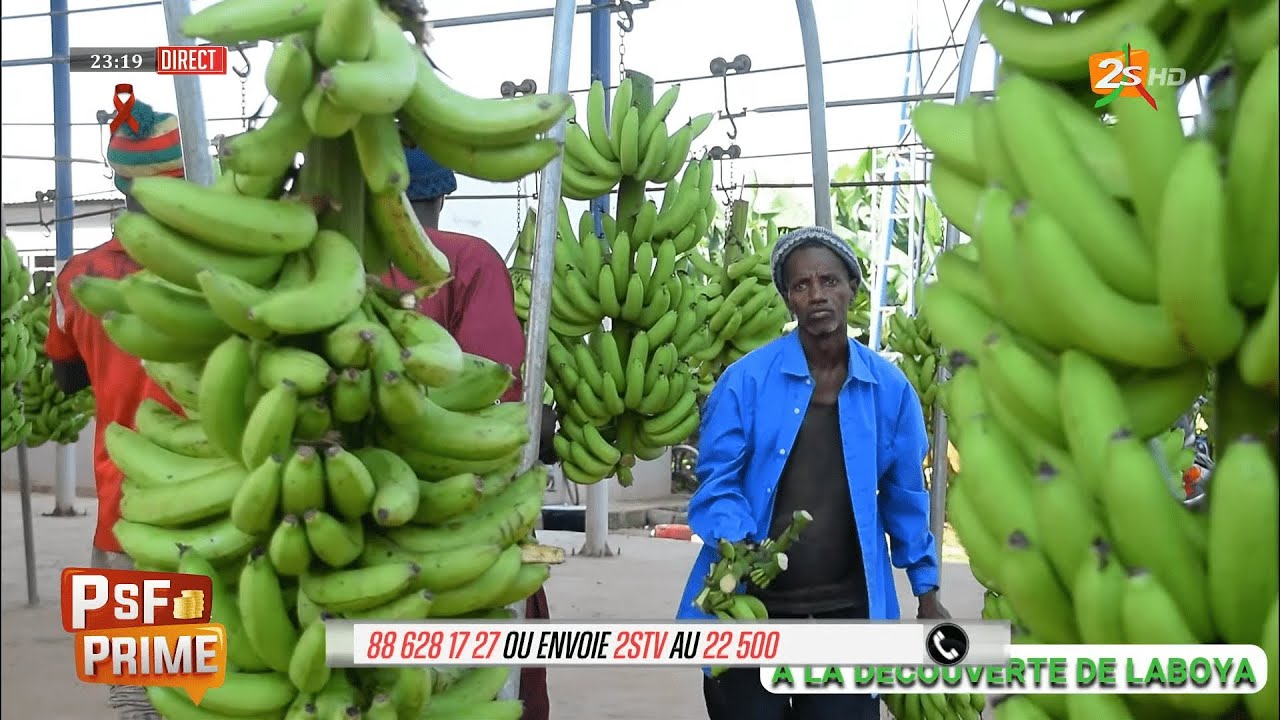 À la découverte de Laboya, un haut-lieu de la banane au Sénégal