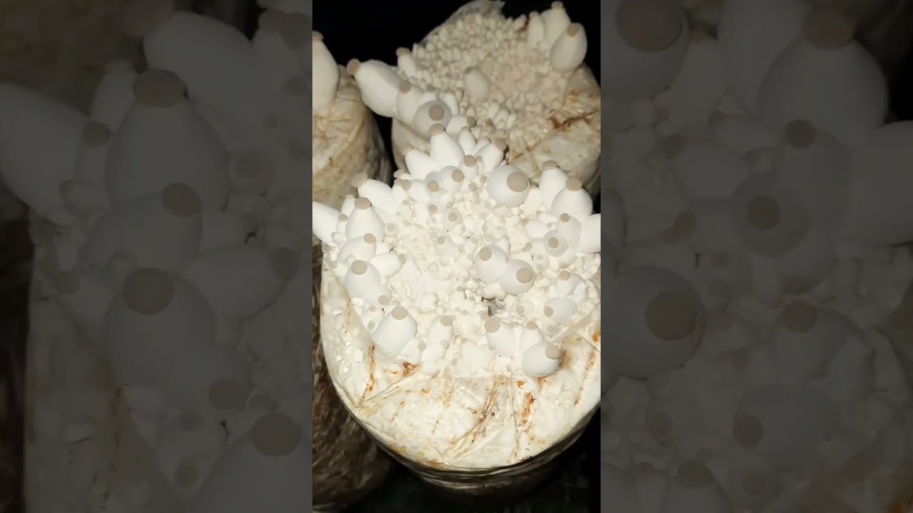 Cultivation of Eringa on a farm where mushrooms are grown. №2