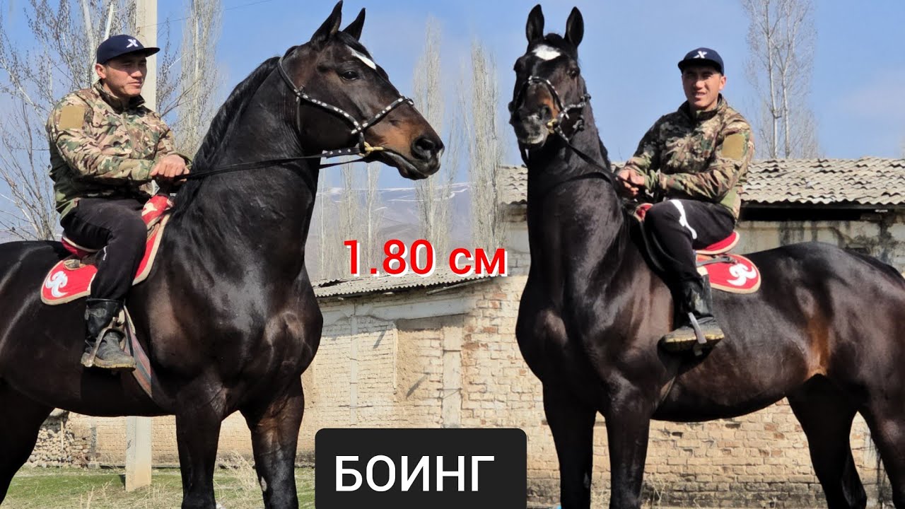 ПАЙ ПАЙ ПАЙ   1.80 см  БОИНГ   Асамидинде 