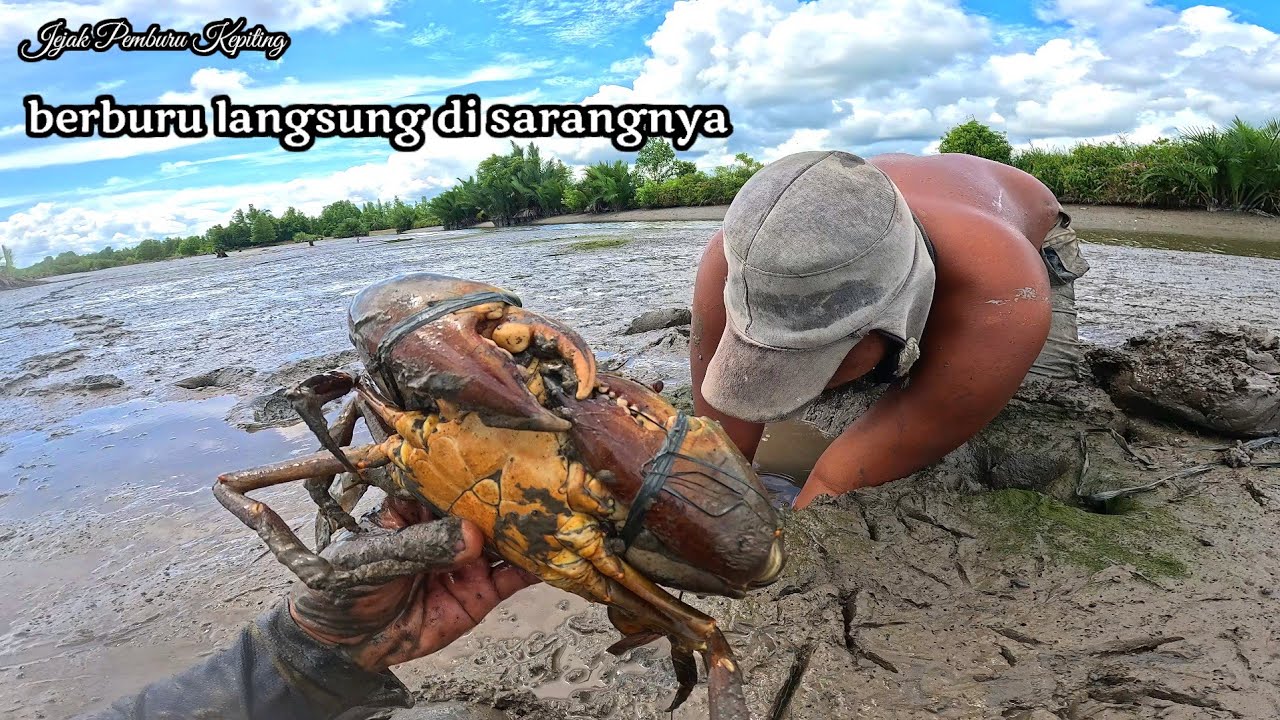 Aksi nekat perantau dari makassar berburu kepiting langsung di lubang sarangnya