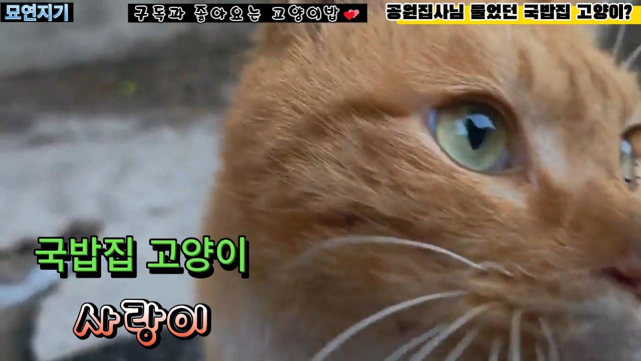 공원집사님 물었던 국밥집 치즈고양이? #묘연지기 #고양이 #길냥이밥주기