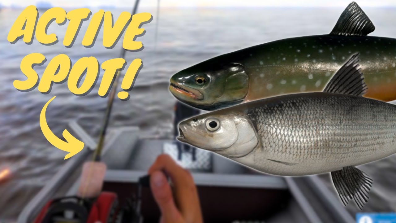 ACTIVE WHITEFISH & CHAR SPOT! #927 Russian fishing 4