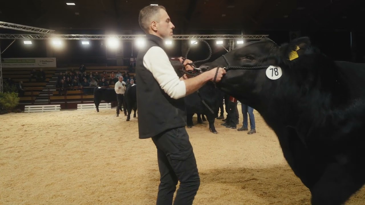 Angus - Siegerauswahl