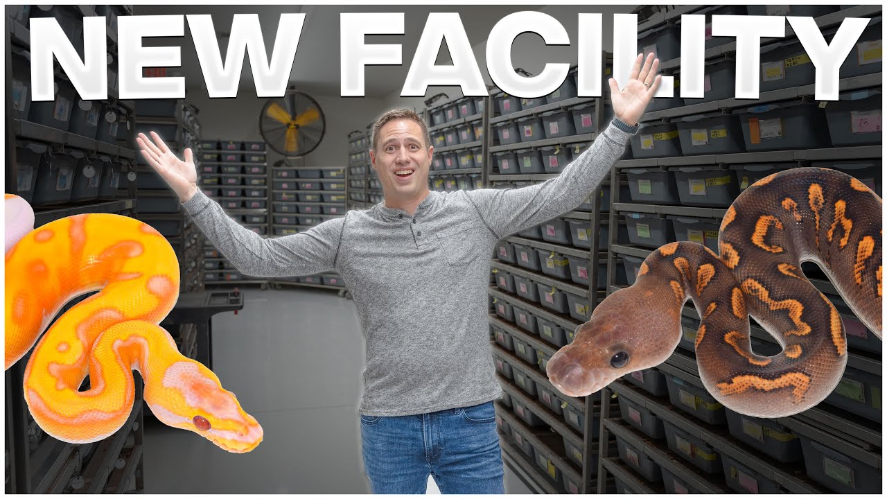 5 Features Every Reptile Facility Needs! | #Hetflix195