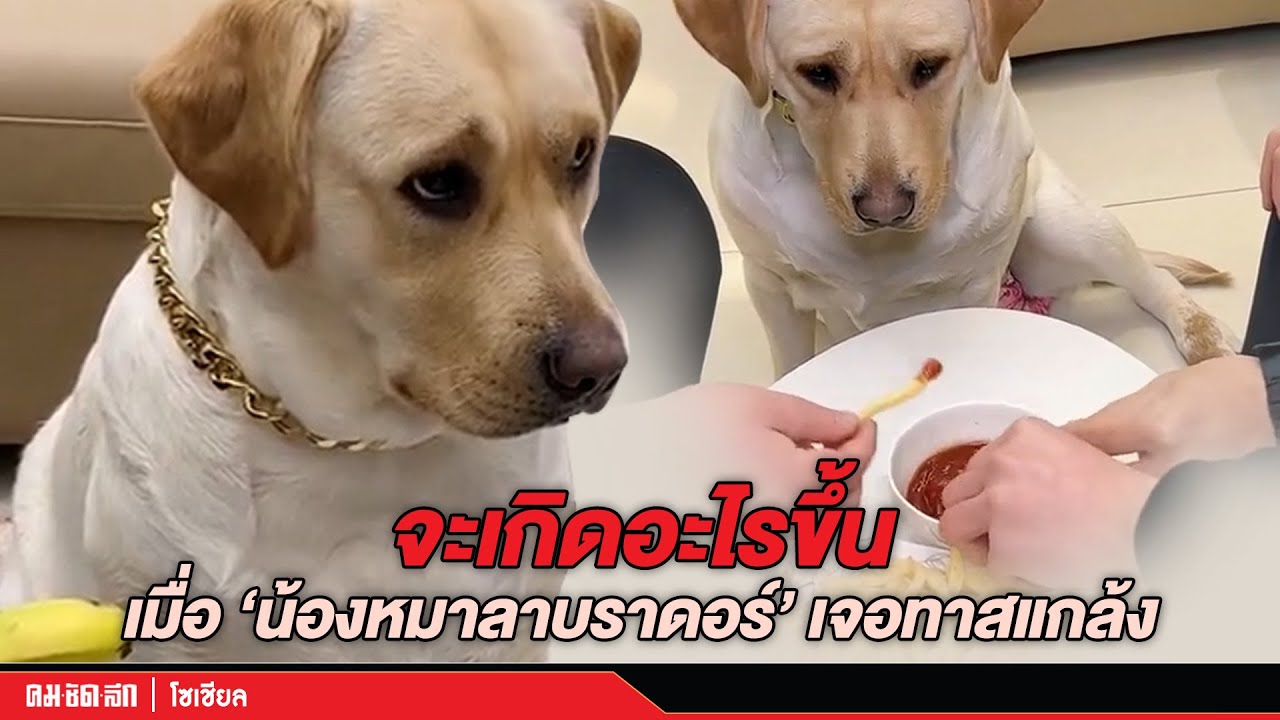 ไปชมความน่ารักของเจ้านายอย่างน้องหมา ว่าจะเกิดอะไรขึ้น เมื่อ 