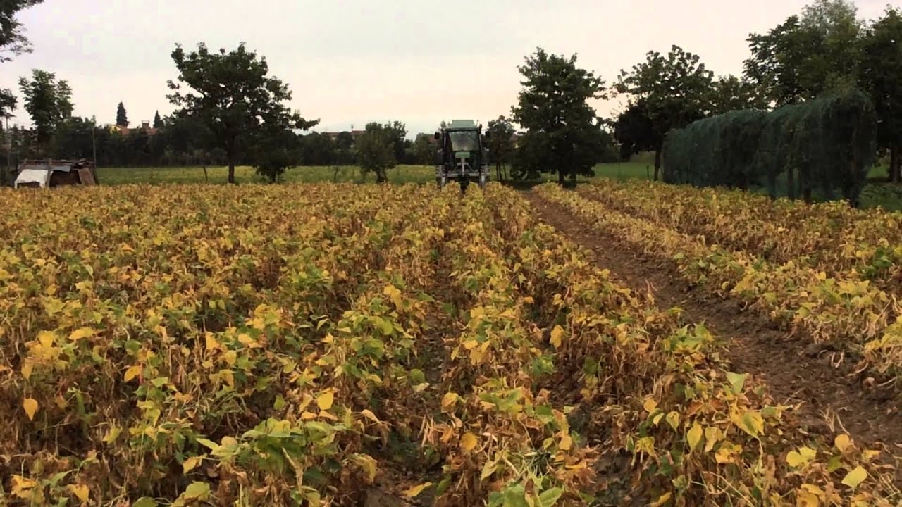 ESTIRPATURA FAGIOLI NANI CON JOHN DEERE 6200
