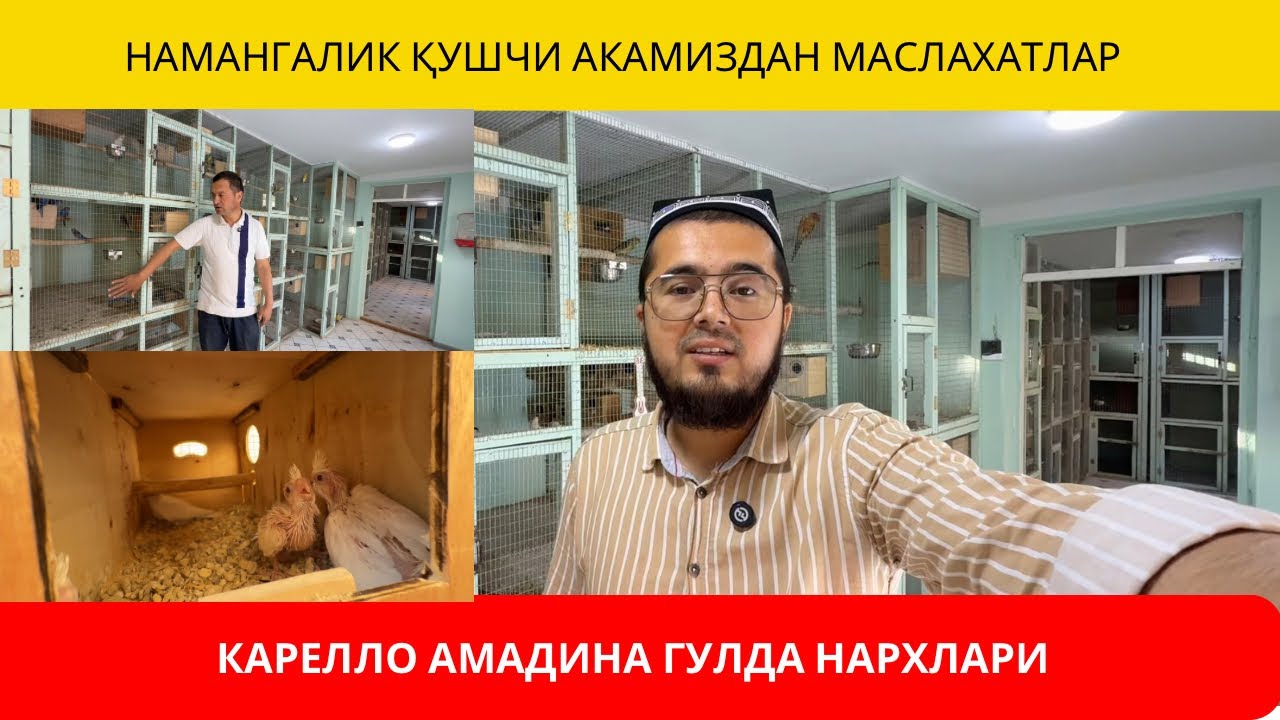 КАРЕЛЛО АМАДИНА ГУЛДА НАРХЛАРИ | НАМАНГАНЛИК ҚУШЧИ АКАМИЗДАН МАСЛАХАТЛАР