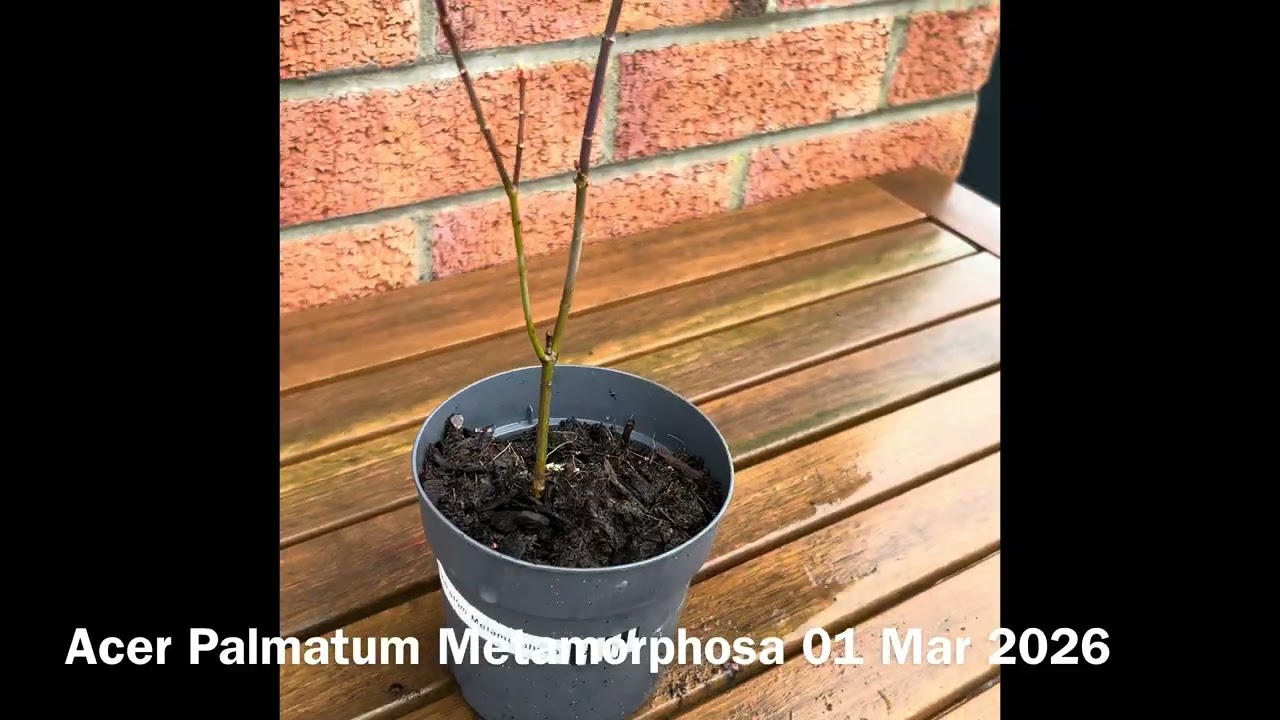 Japanese Maples 2026 - Leaf buds just starting to show