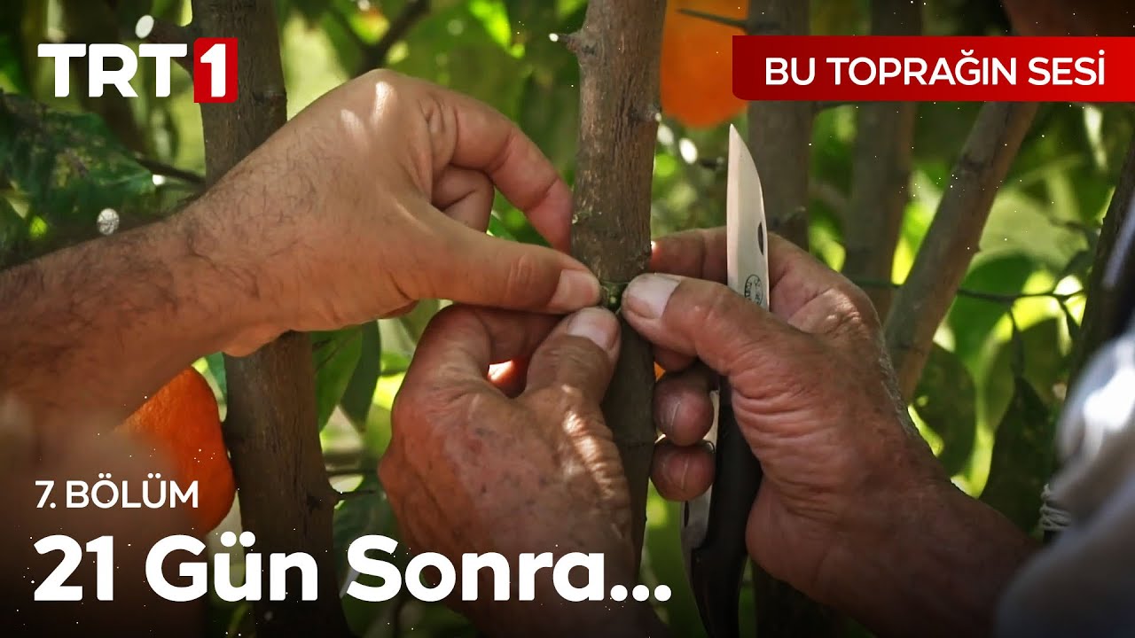 Ağaç Nasıl Aşılanıyor? - Bu Toprağın Sesi 7. Bölüm