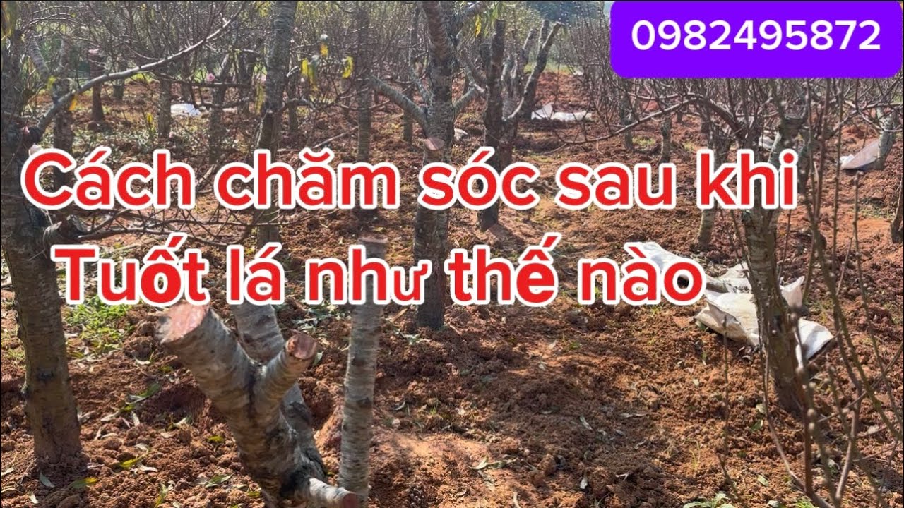 Cách chăm sóc đào sau khi tuốt lá 5 (2025)