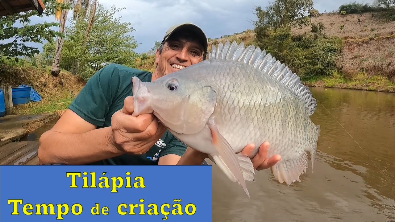 Tempo de criação da Tilápia!!