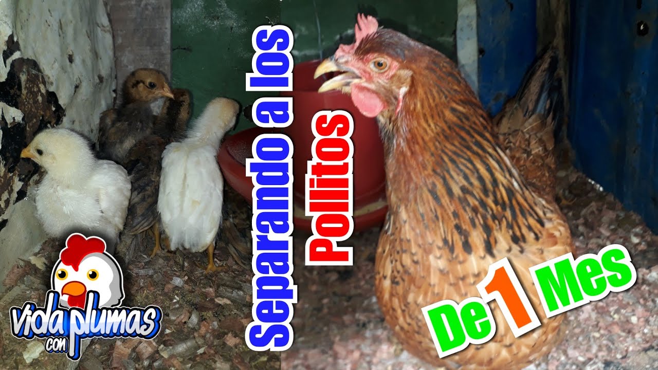 Separando a la gallina de los 7 pollitos de 1 mes de nacidos y uniéndolo con pollitos mas grandes 😍😁