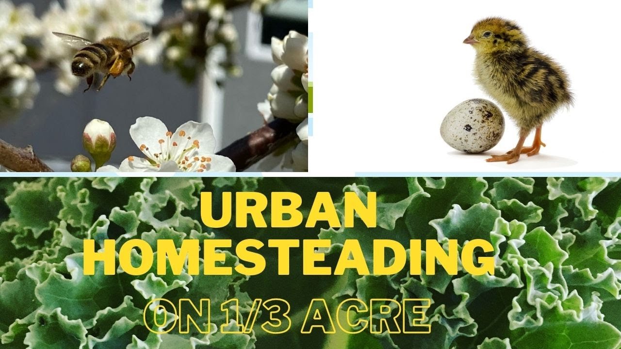 Garden Tour Urban Homestead 1/3 acre