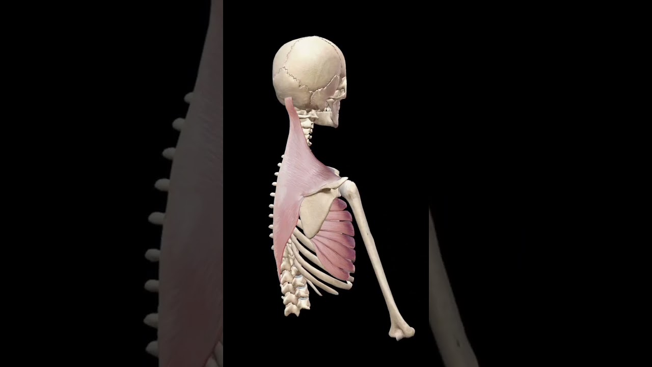 Shoulder Abduction #3danatomy #anatomy #shoulder #abduccion #shoulder #shoulderworkout