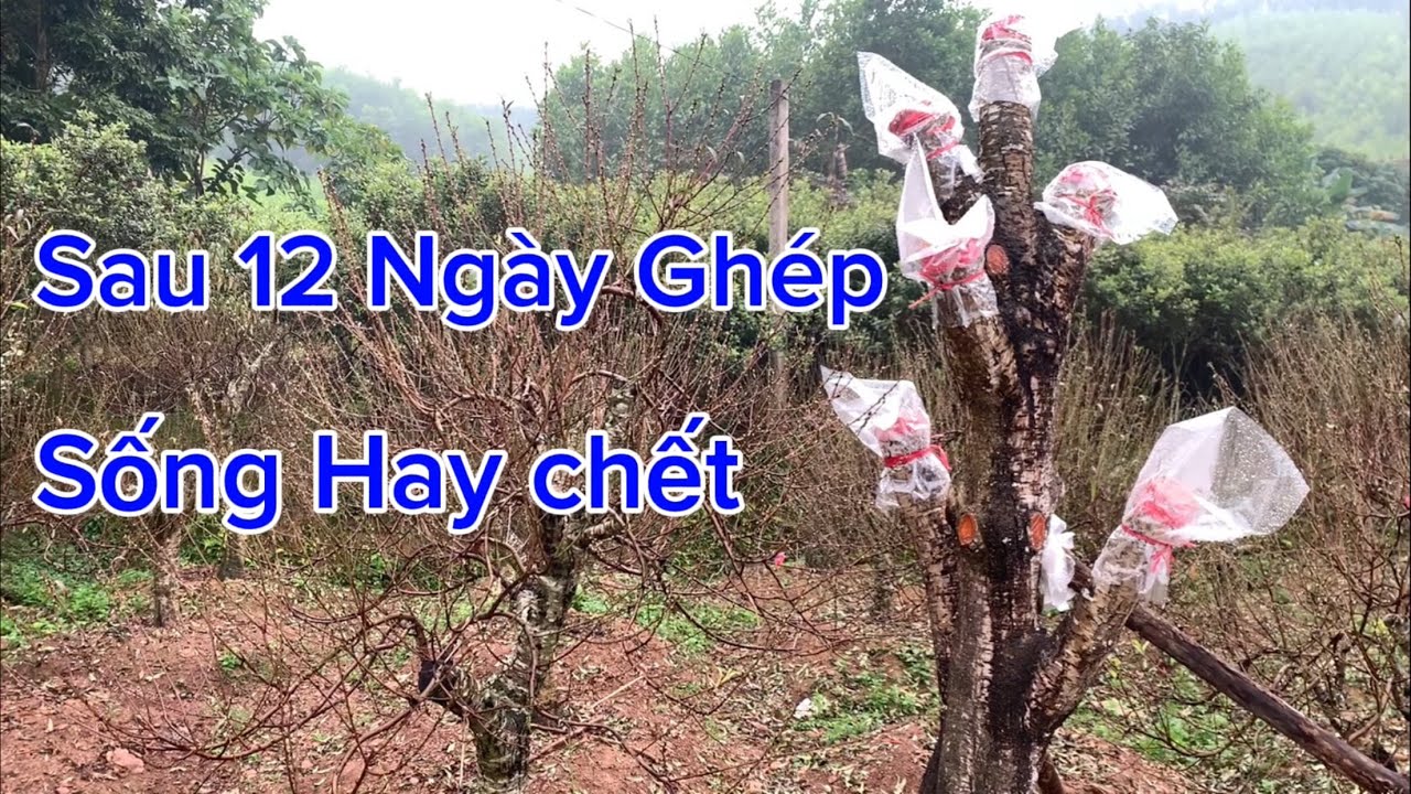 Sau 12 Ngày Ghép Đào | Mắt Ghép Sống hay chết 