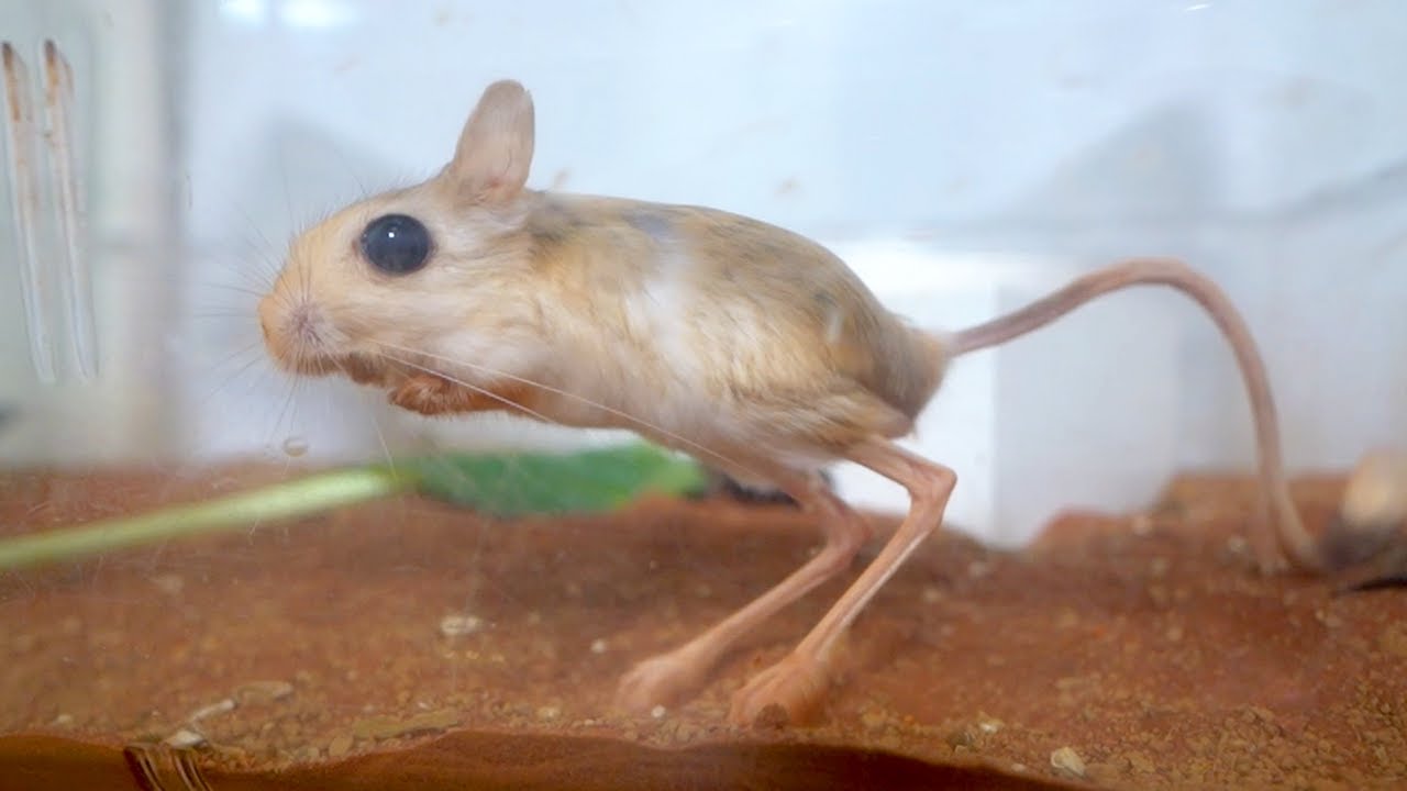 妙なネズミを見つけたので連れて帰ってきた