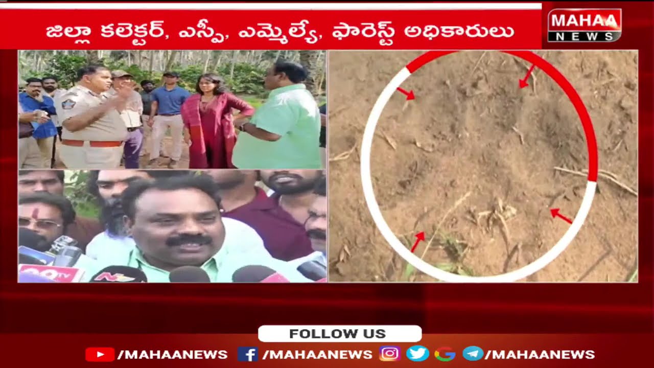 పెద్ద పులిని పట్టుకునేందుకు పూణే నుంచి స్పెషల్ టీమ్ | Mahaa News