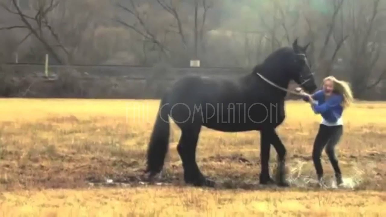 Horse fail compilation