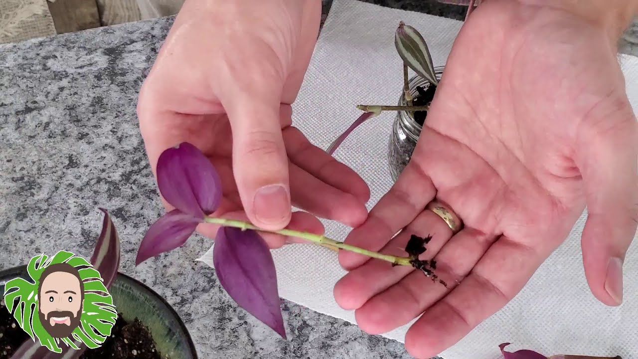 Propagating Wandering Jew Plants