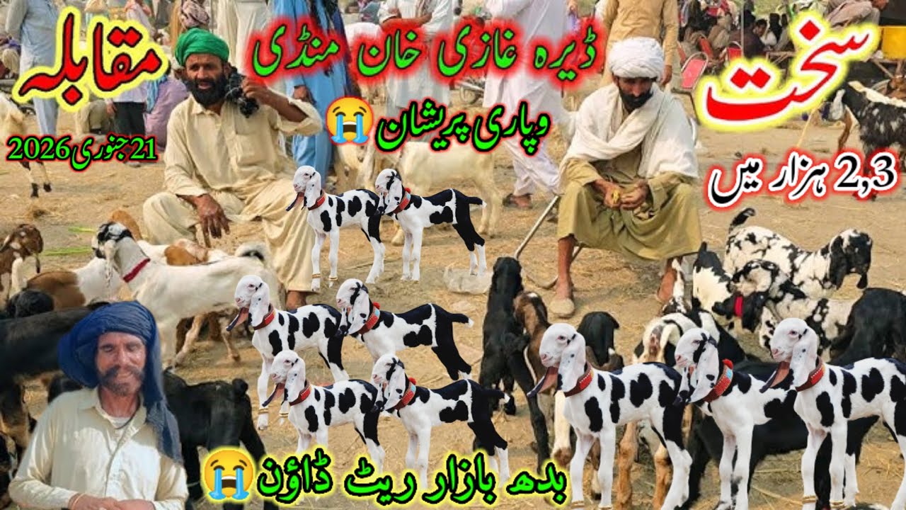21 جنوری 2026 ڈیرہ غازی خان انٹرنیشنل 🐐 بکرا منڈی وزٹ 2,3 ہزار میں سیل لگا دی 😭😥 وپاری رونے پر مجبور