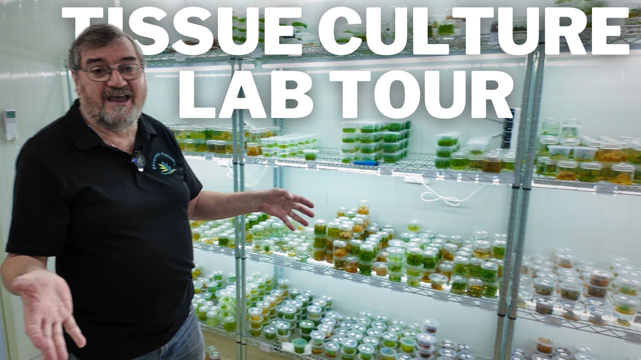 Inside a Tissue Culture Plant Laboratory