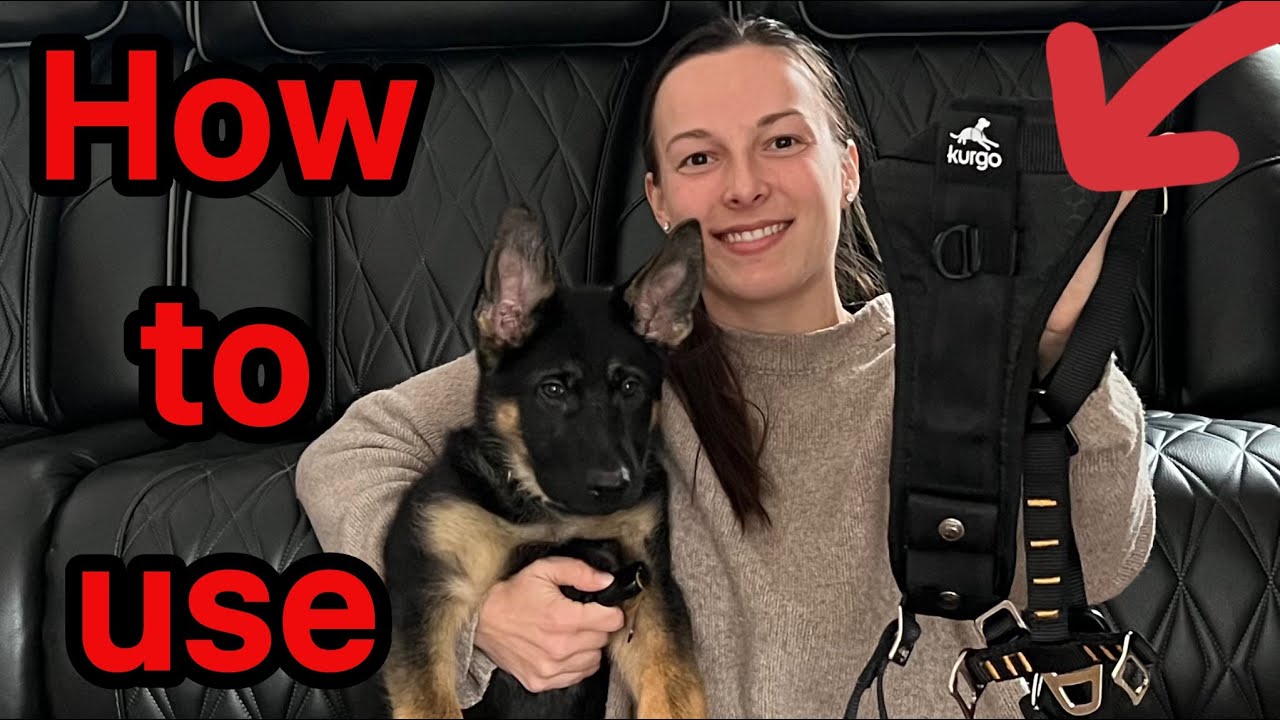 3 things you must know BEFORE buying Kurgo Dog Car Harness