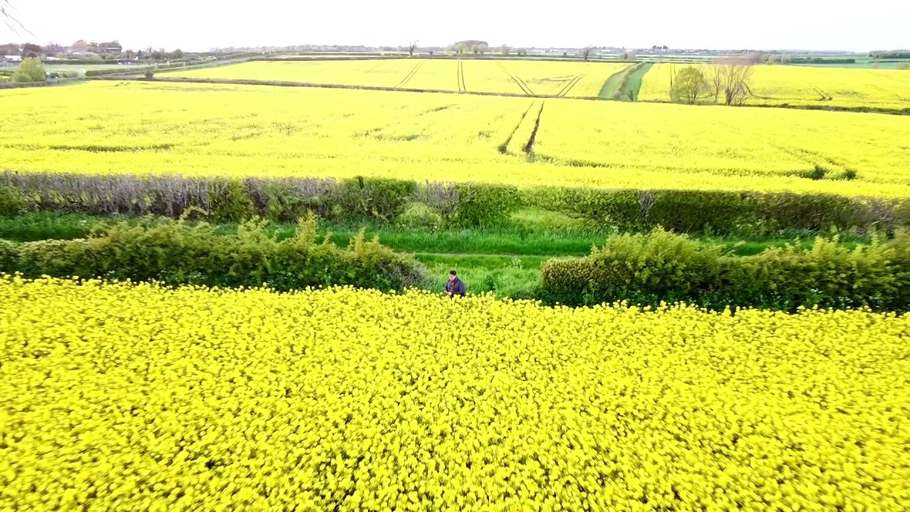 Rapeseed Flowers - Yellow Fields of Happiness.