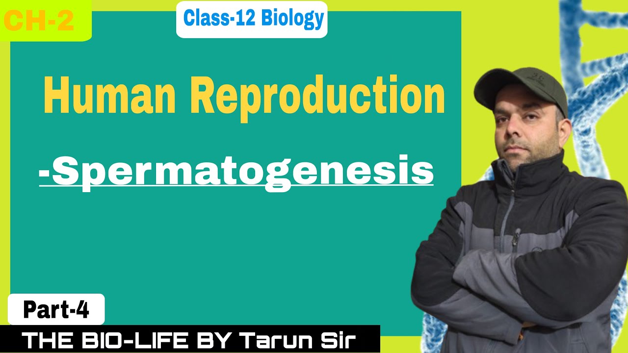 Spermatogenesis 🔬 | Human Reproduction | Class 12 Biology | NCERT Explained