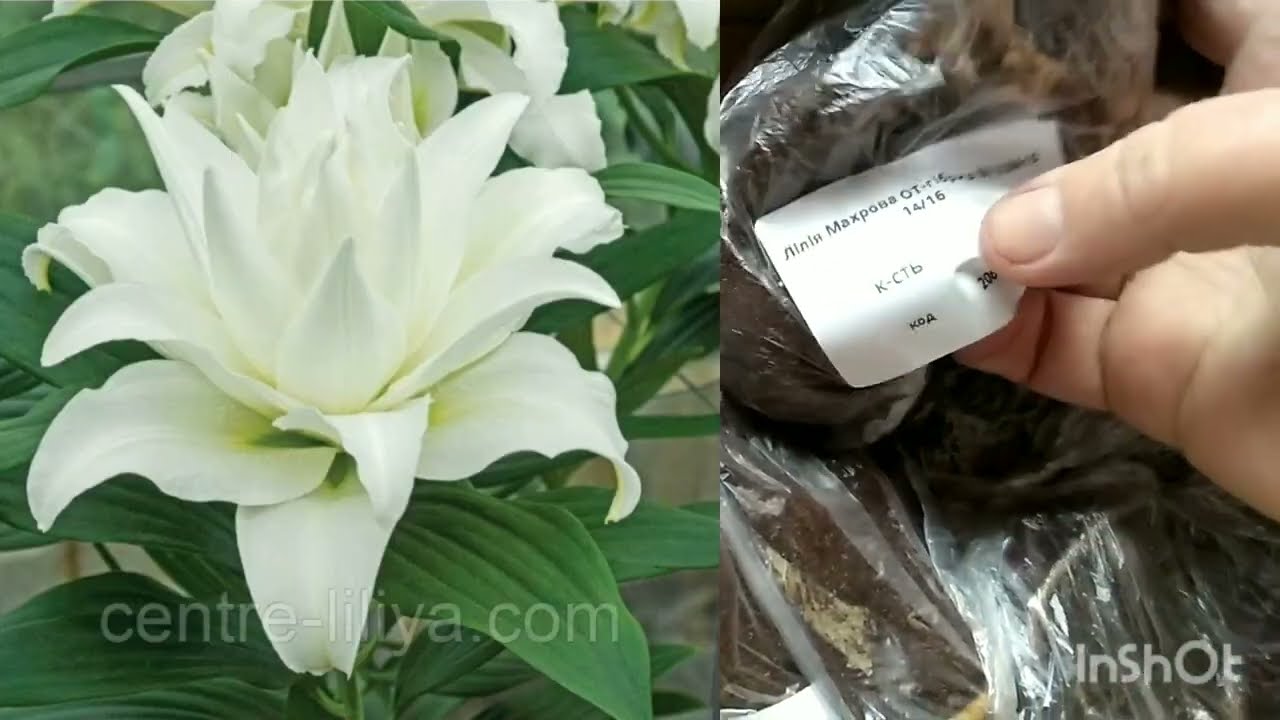 Яке насіння та цибулини квітів я замовила. Огляд посилки.