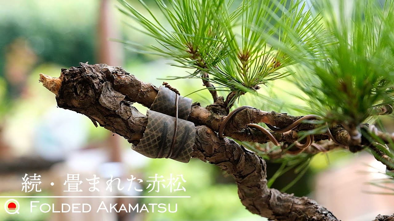 【赤松】幹を絞って整肢剪定＆芽かき【盆栽Q】