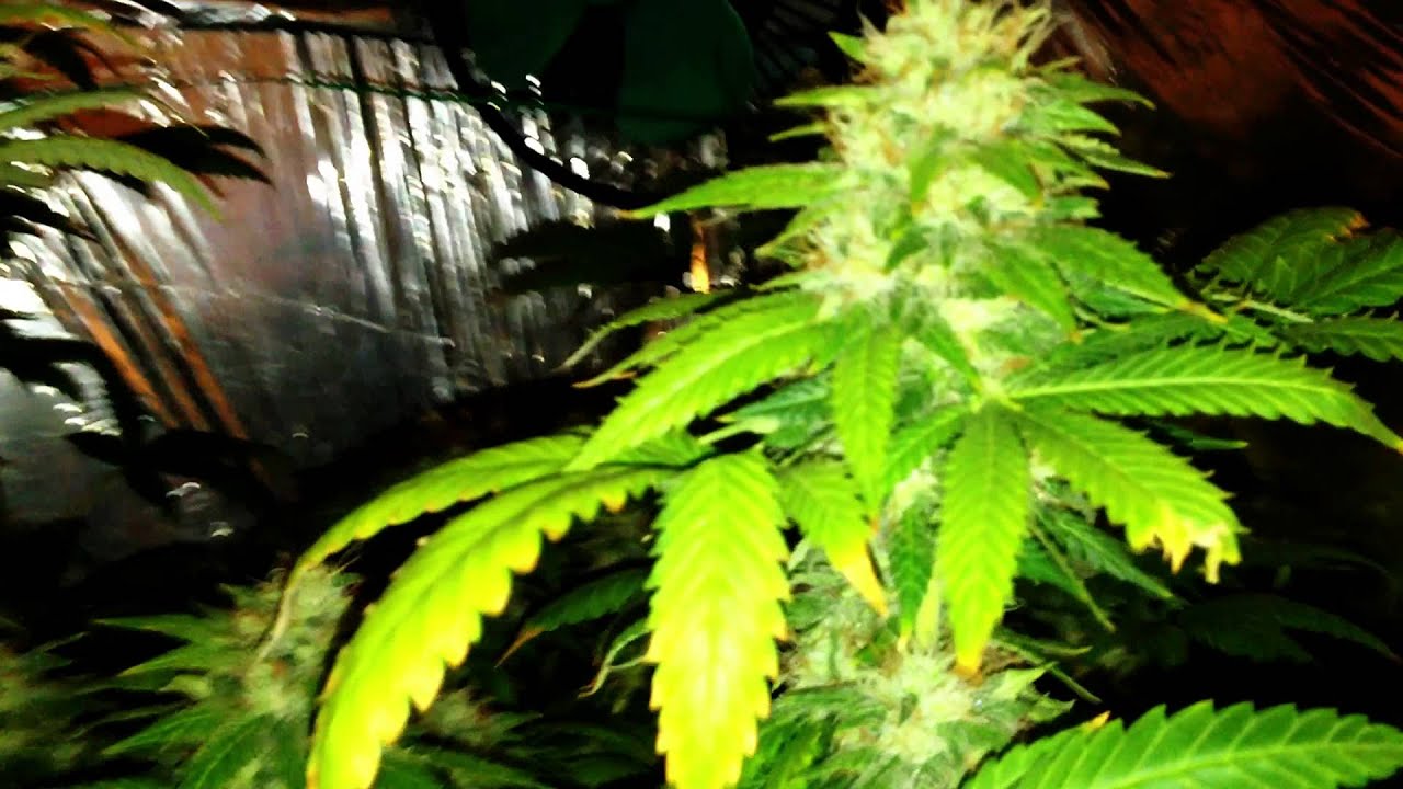 44days jack la mota